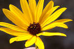 Variableleaf sunflower